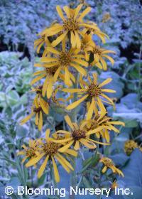 Ligularia x hessei 'Gregynog Gold'